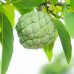 Custard Apple Plant